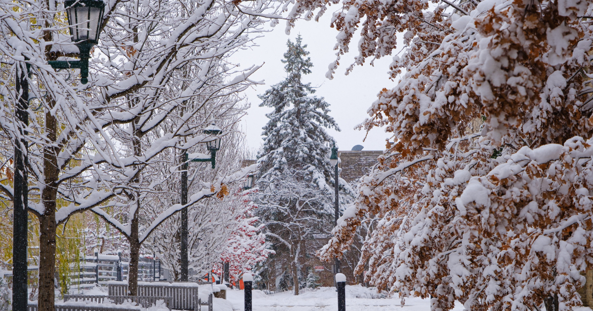 A picture of campus trees, covered in snow